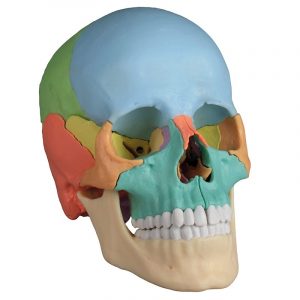 Osteopathic Skull Model 22 part Didactical Version