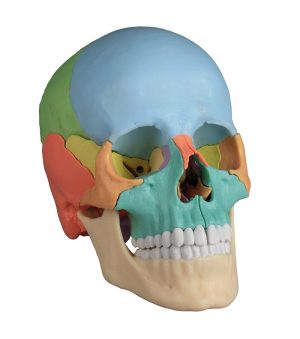 Osteopathic Skull Model 22 part Didactical Version