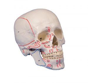 Skull Model 3 part With Muscle Marking