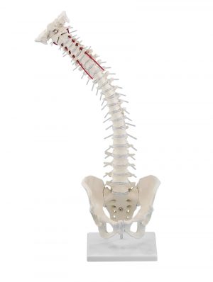 Physiotherapy spine model with the stand highly flexible - Image 2