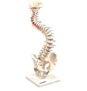Physiotherapy spine model with the stand highly flexible