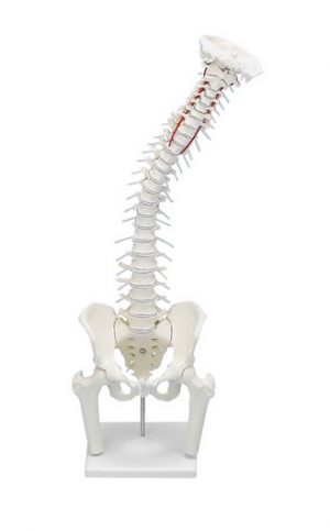 Vertebral Column with Pelvis Femoral Stumps and Stand