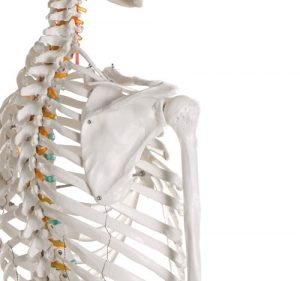 Didactic Skeleton Basic Version - Image 2