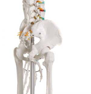 Didactic Skeleton Basic Version - Image 3
