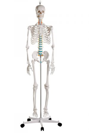 Didactic Skeleton Basic Version