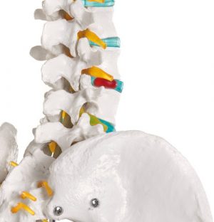 Didactic Skeleton Basic Version - Image 4