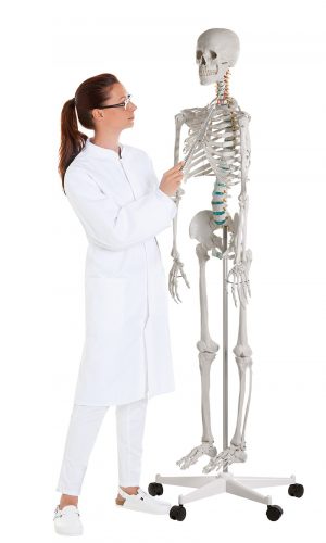 Didactic Skeleton Basic Version - Image 5