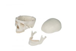 Didactic Skeleton Basic Version - Image 6