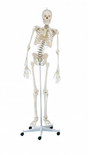 Physiotherapy Skeleton with Movable Spine
