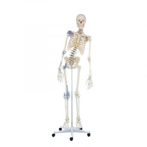 Skeleton Toni with Movable Spine and Iigaments