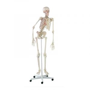 Skeleton Peter with Movable Spine and Muscle Markings