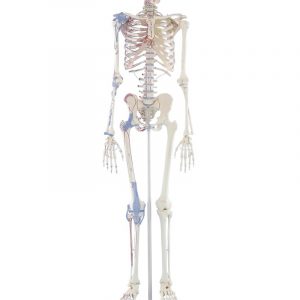 Skeleton Bert with Muscle Markings and ligaments