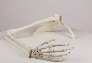 Skeleton of Arm Shoulder Girdle - Image 2