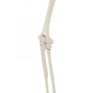 Skeleton of Arm Shoulder Girdle