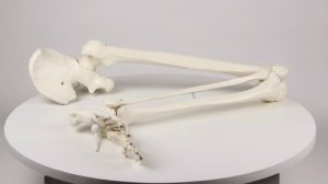 Skeleton Of Leg With Half Pelvis