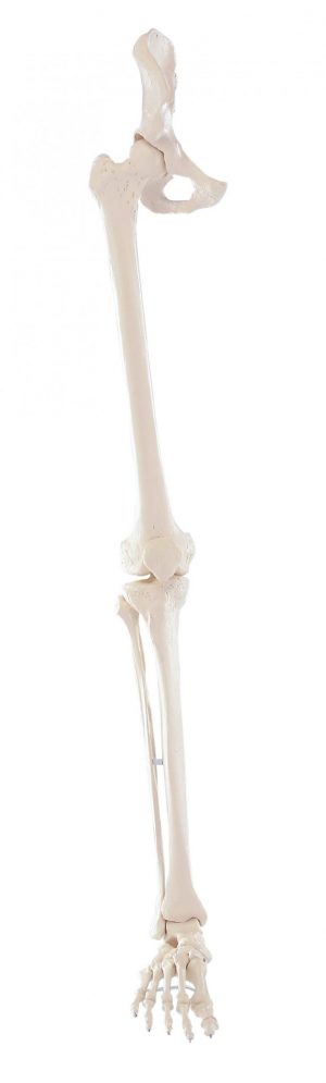 Skeleton Of Leg With Half Pelvis