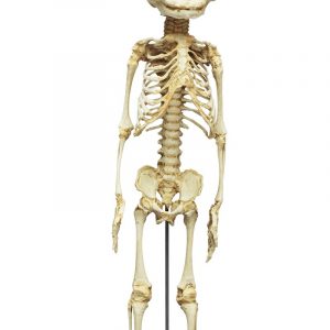 Fetus Skeleton 30 week