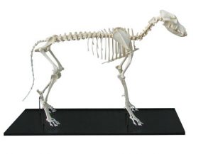 Dog Skeleton Assembled Small Size Dog