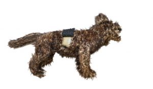 Dog phantom for thoracentesis training