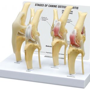 Canine Knee With Disease Stages