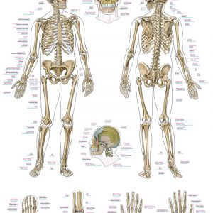 Anatomical Chart The human Skeleton