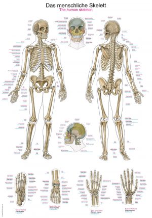 Anatomical Chart The human Skeleton