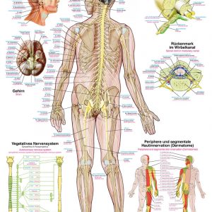 Chart The Nervous System
