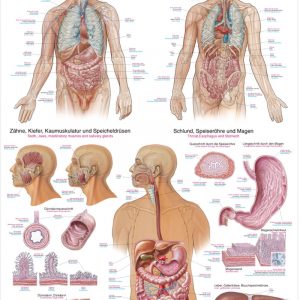 Chart The Digestive System