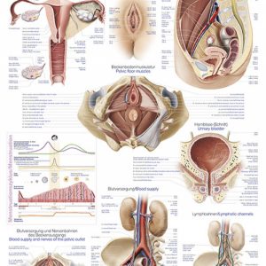 Chart Female Genital Organs