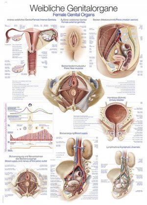 Chart Female Genital Organs