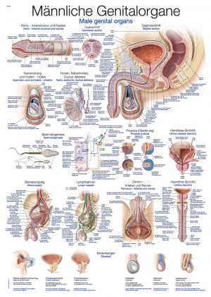 Chart Male Genital Organs