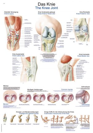 Anatomical Chart The Knee Joint