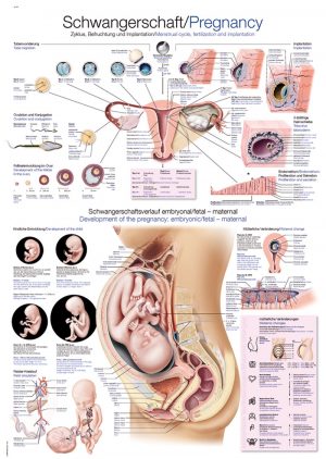 Chart The Pregnacy