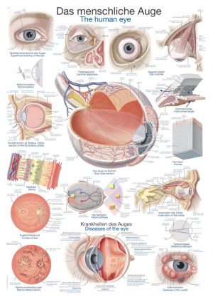 Chart The Human Eye