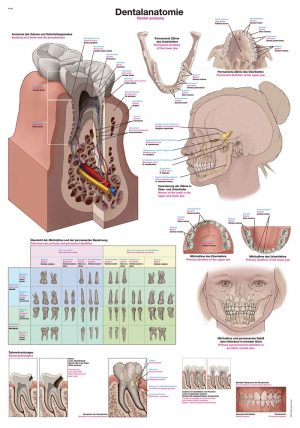 Chart Dental Anatomy