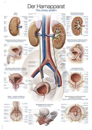 Chart Urinary System