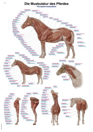 CHART THE EQUINE MUSCULATURE
