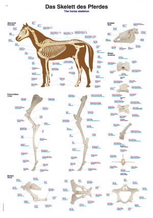 CHART THE EQUINE SKELETON