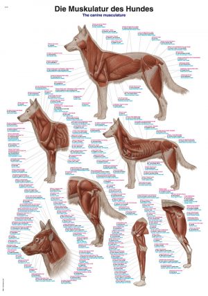 CHART THE CANINE MUSCULATURE