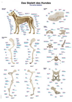 CHART THE CANINE SKELETON