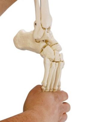 Skeleton Of Leg With Half Pelvis And Flexible Foot