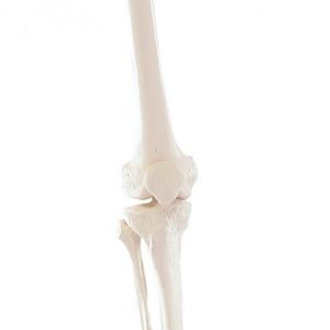 Skeleton Of Leg With Half Pelvis And Flexible Foot
