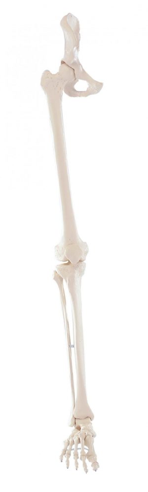 Skeleton Of Leg With Half Pelvis And Flexible Foot