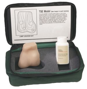 Testicle Self Examination Model SM01483
