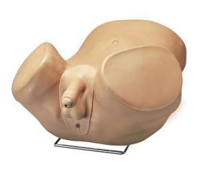 Advanced Patient Care Male Prostate Simulator