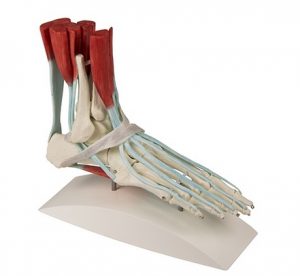 Foot Skeleton With ligaments - Image 2
