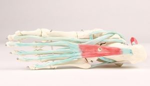 Foot Skeleton With ligaments - Image 3