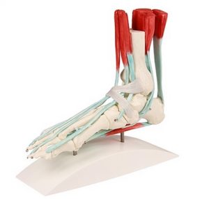 Foot Skeleton With ligaments