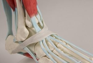 Foot Skeleton With ligaments - Image 4