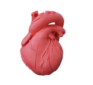 Heart Model Flexible Didactical Version MA01501